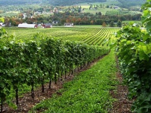 uitgestrekte wijngaarden | Grand Pre